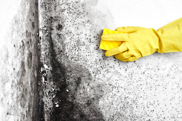 Best Emergency Mold Removal  in Moon Lake, FL