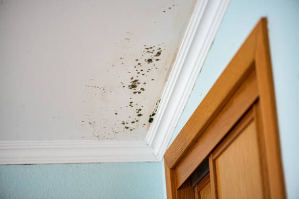 Best Fast Mold Removal  in Moon Lake, FL