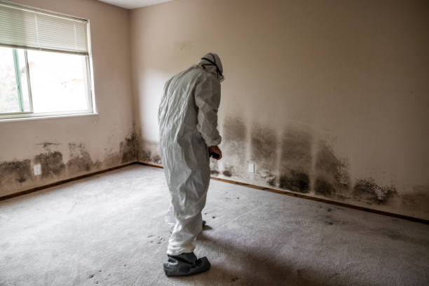 Best Mold Cleaning Services  in Moon Lake, FL